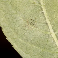 Erysiphe vanbruntiana thumbnail 4