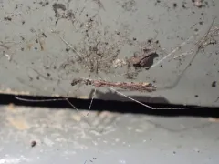 Thread Bug thumbnail 4