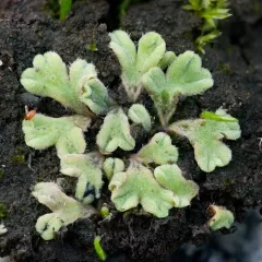 Hairy Crystalwort thumbnail 1