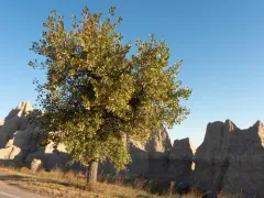 Frémont Cottonwood thumbnail 4