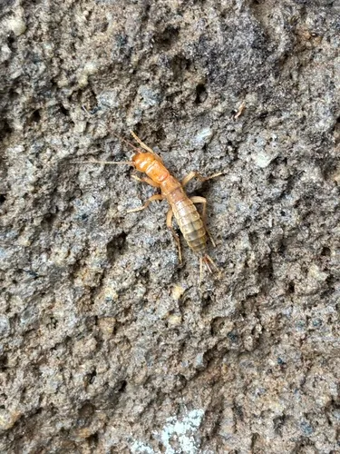 Grylloblatta rothi