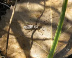 Symplecta pilipes thumbnail 2