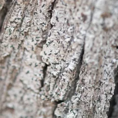 Bark scribble thumbnail 2
