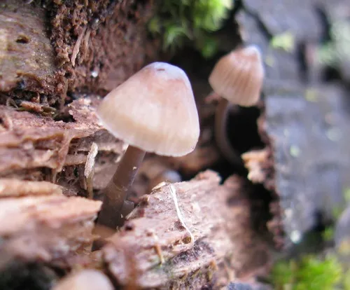 Stump fairy helmet