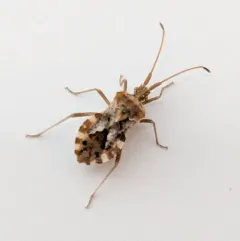 Centrocoris volxemi thumbnail 2