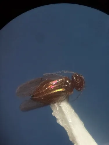 Large-winged Psocid