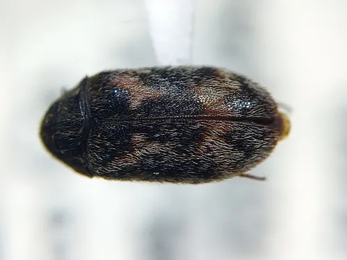 Corn Carpet Beetle
