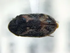Corn Carpet Beetle thumbnail 1