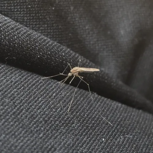 North American Malaria Mosquito