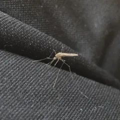 North American Malaria Mosquito thumbnail 1