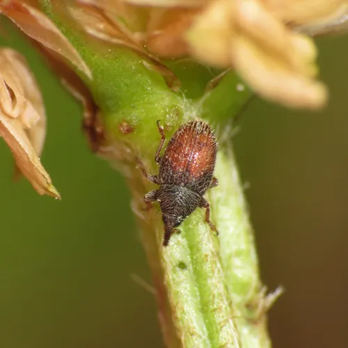 Mecinus pascuorum