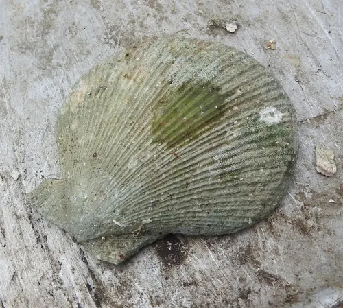 Icelandic Scallop