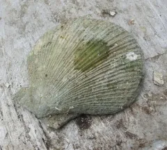 Icelandic Scallop thumbnail 1