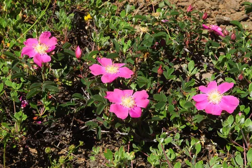 Sierran dwarf rose