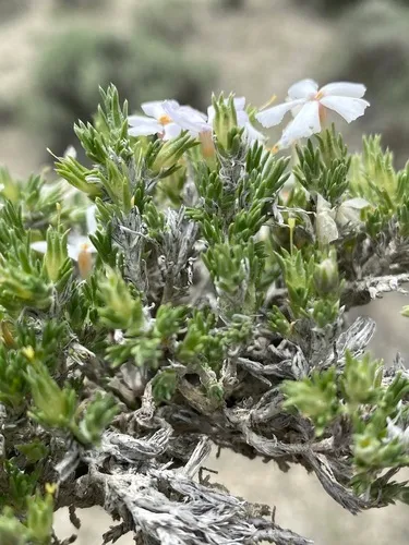 Opal Phlox