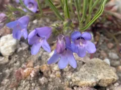 Payson's Beardtongue thumbnail 1