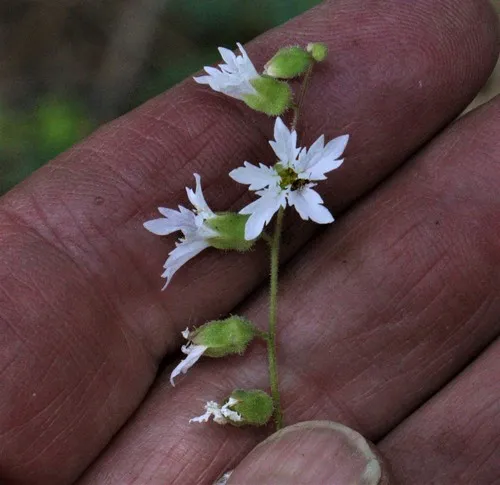 Siskiyou Mountain Woodland Star