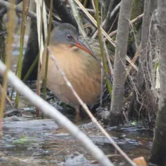 Virginia Rail thumbnail 2