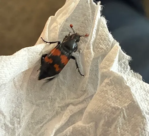 Yellow-bellied Burying Beetle