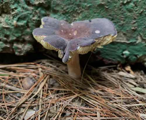 purple-bloom russula