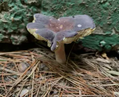purple-bloom russula thumbnail 1