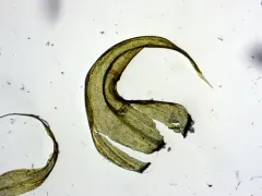 Varnished Hook-moss thumbnail 4