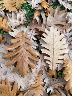 Hungarian Oak thumbnail 2