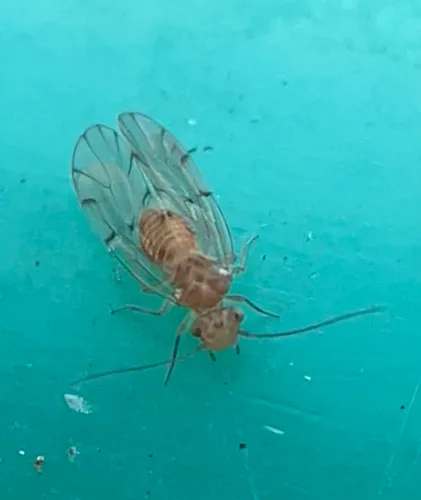 Ectopsocus briggsi