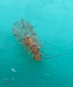 Ectopsocus briggsi thumbnail 1