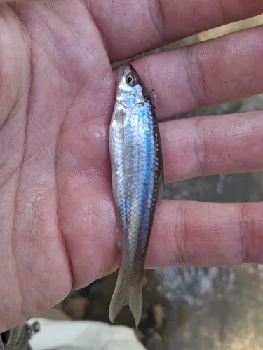 Mississippi Silvery Minnow