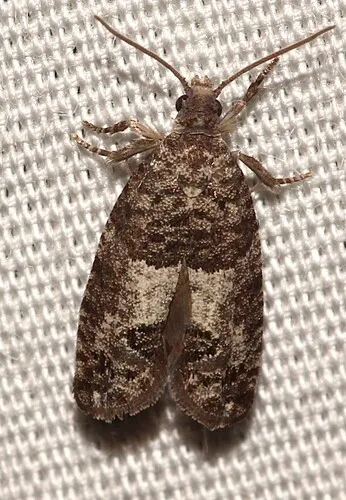 Larch-bud Moth