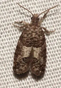 Larch-bud Moth thumbnail 1