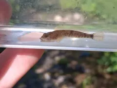 Cedar Sculpin thumbnail 3