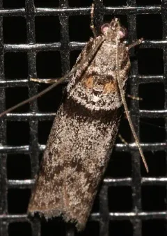 Myelopsis minutulella thumbnail 2