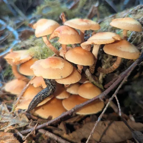 Sheathed Woodtuft