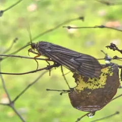 Dicosmoecus gilvipes thumbnail 3