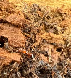 Dakota Mound Ant thumbnail 4