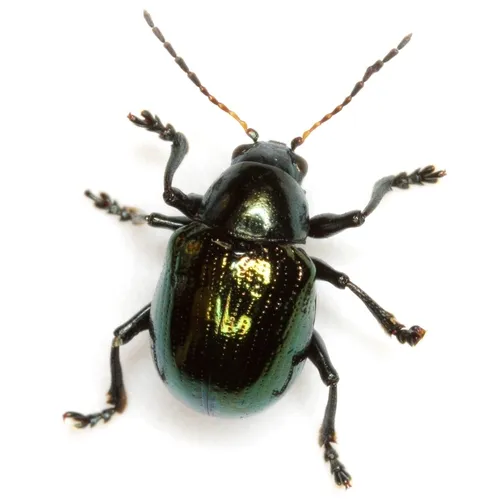 Sweet Potato Leaf Beetle