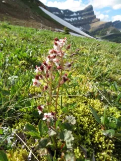Porsild's saxifrage thumbnail 3