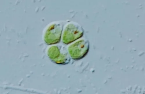 Chlamydomonas globosa