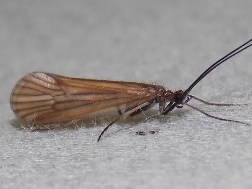 Phanocelia canadensis