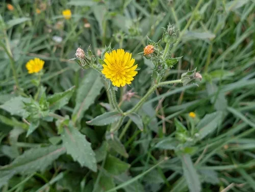 bristly oxtongue