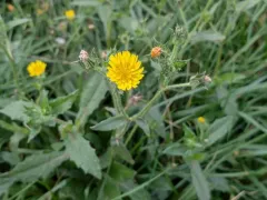 bristly oxtongue thumbnail 1