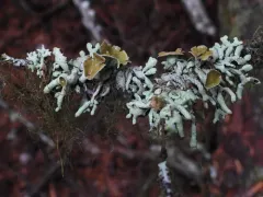 Lattice Tube Lichen thumbnail 2