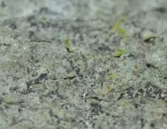 Gyalecta fagicola thumbnail 3