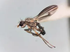 Trixoscelis fumipennis thumbnail 2