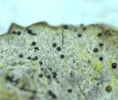 Acrocordia cavata thumbnail 2