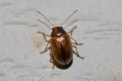Colaspis suilla thumbnail 2