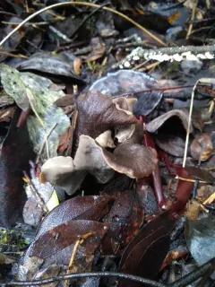 California Black Trumpet thumbnail 2