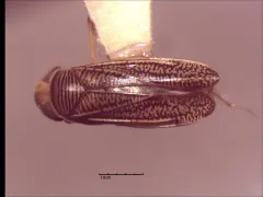 Trichocorixa borealis thumbnail 2